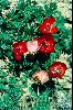 <em>Anemone biflora</em>